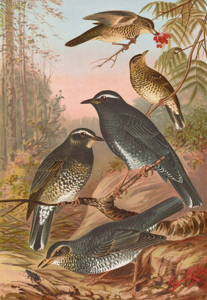 Geocichla sibirica by Johann Friedrich Naumann