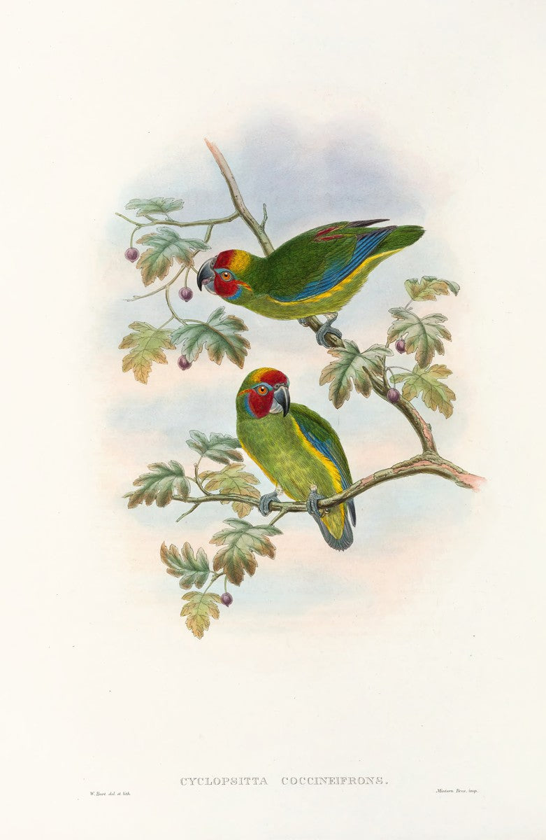 The Birds of New Guinea and the adjacent Papuan islands Pl.08 (1875) by John Gould