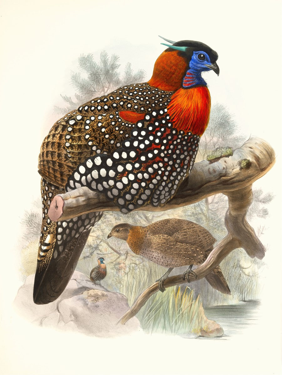 Ceriornis melanocephala. (1872) by Joseph Smit