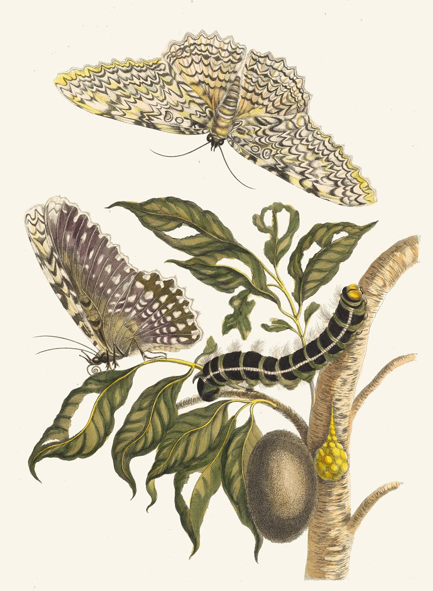 Arbre de gomme-gutte (1705) by Maria Sibylla Merian