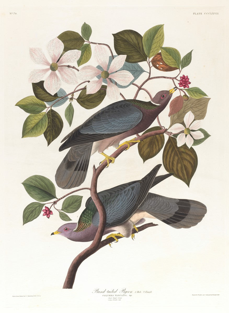 Band-tailed pigeon (1827–1838) by John James Audubon