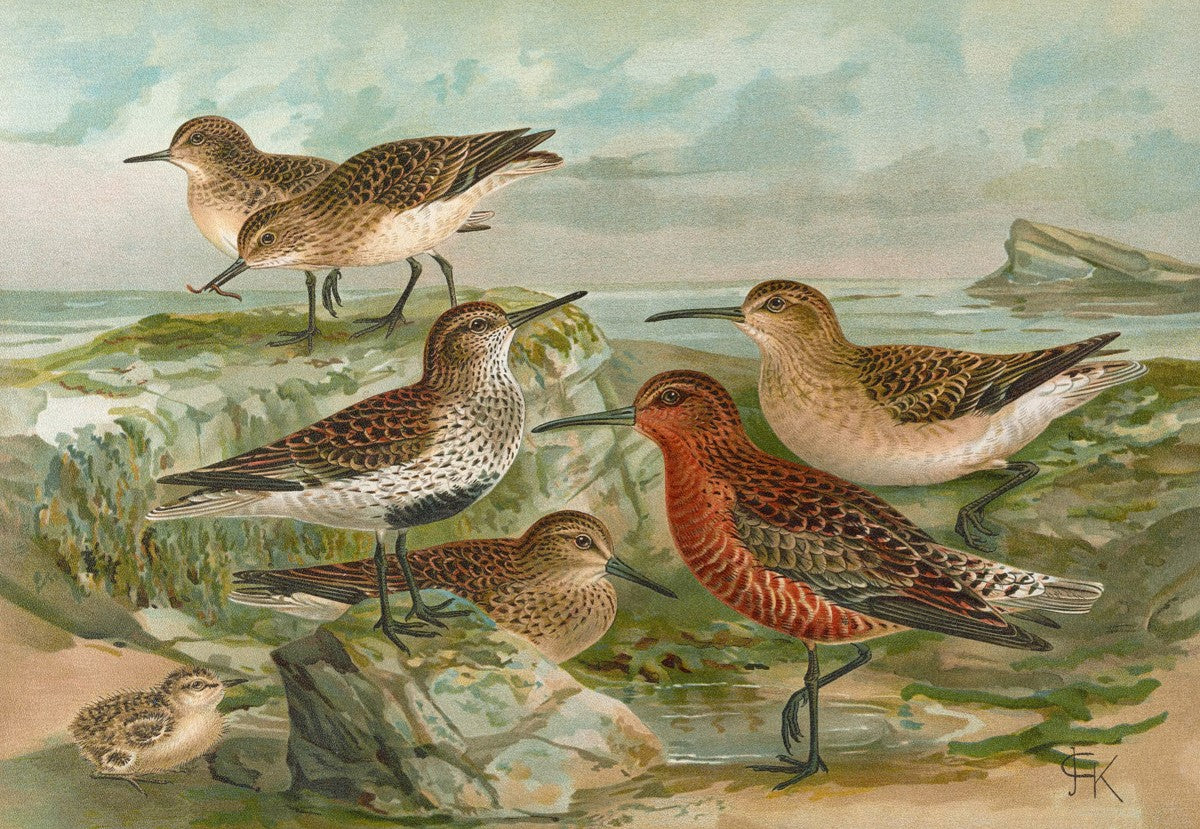 Tringa Temmincki Leisl, Tringa alpina, Tringa subarcuata by Johann Friedrich Naumann