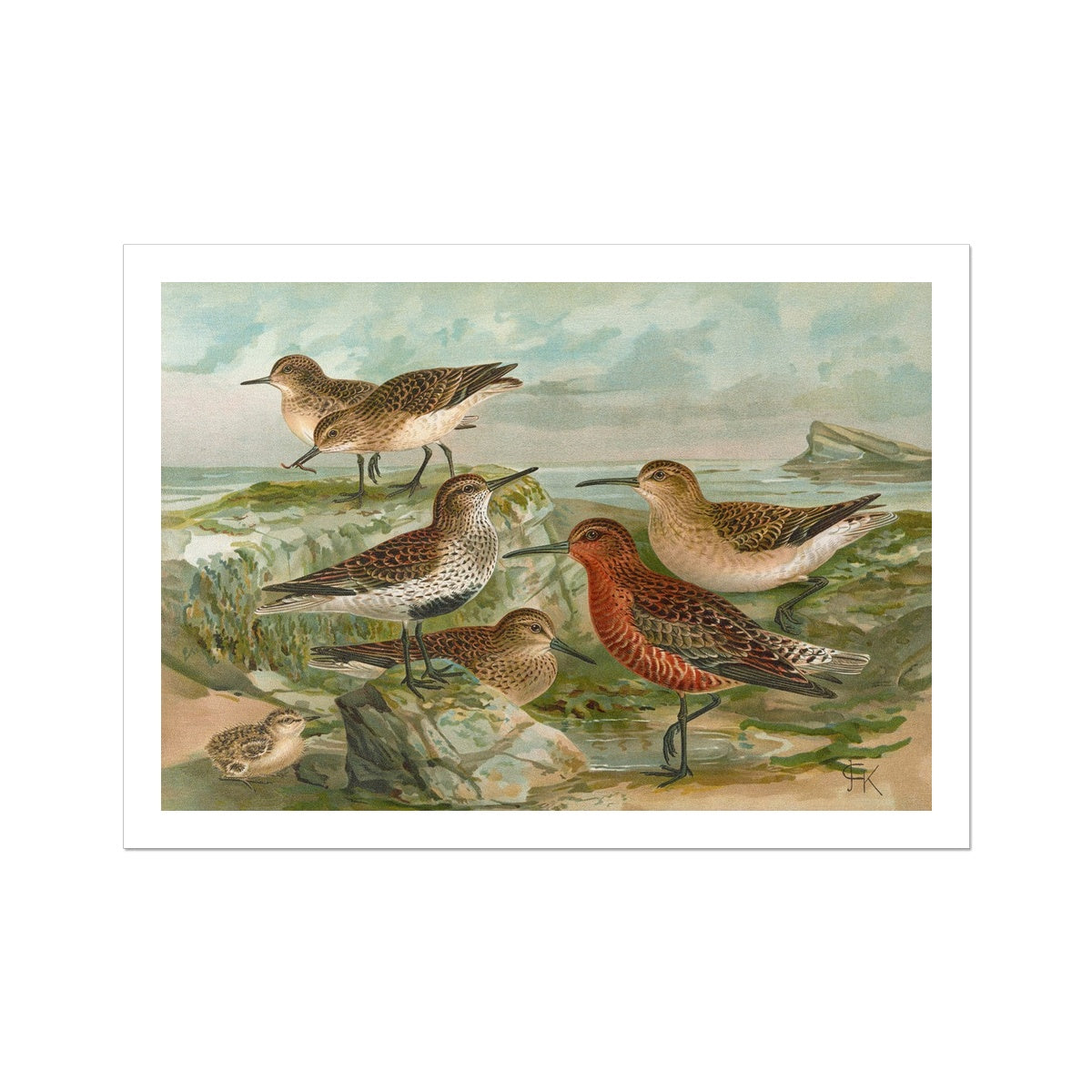 Tringa Temmincki Leisl, Tringa alpina, Tringa subarcuata by Johann Friedrich Naumann Fine Art Print