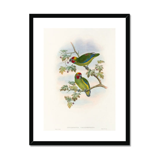 The Birds of New Guinea and the adjacent Papuan islands Pl.08 (1875) by John Gould Framed & Mounted Print