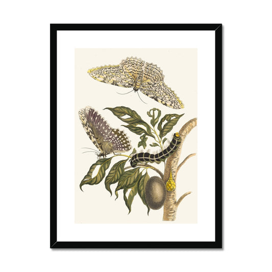 Arbre de gomme-gutte (1705) by Maria Sibylla Merian Framed & Mounted Print