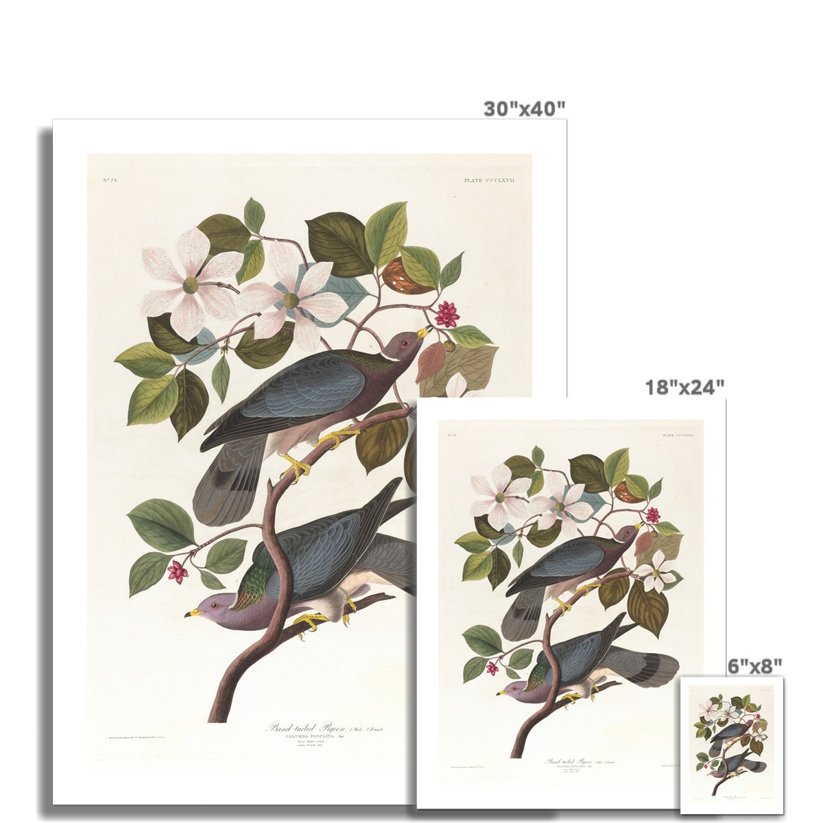 Band-tailed pigeon (1827–1838) by John James Audubon Fine Art Print