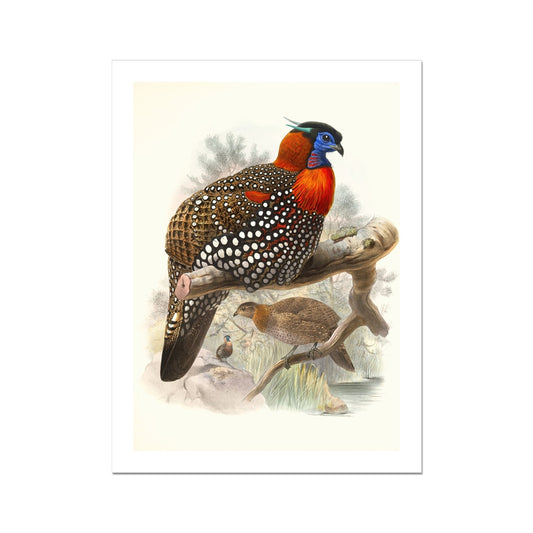 Ceriornis melanocephala. (1872) by Joseph Smit Fine Art Print