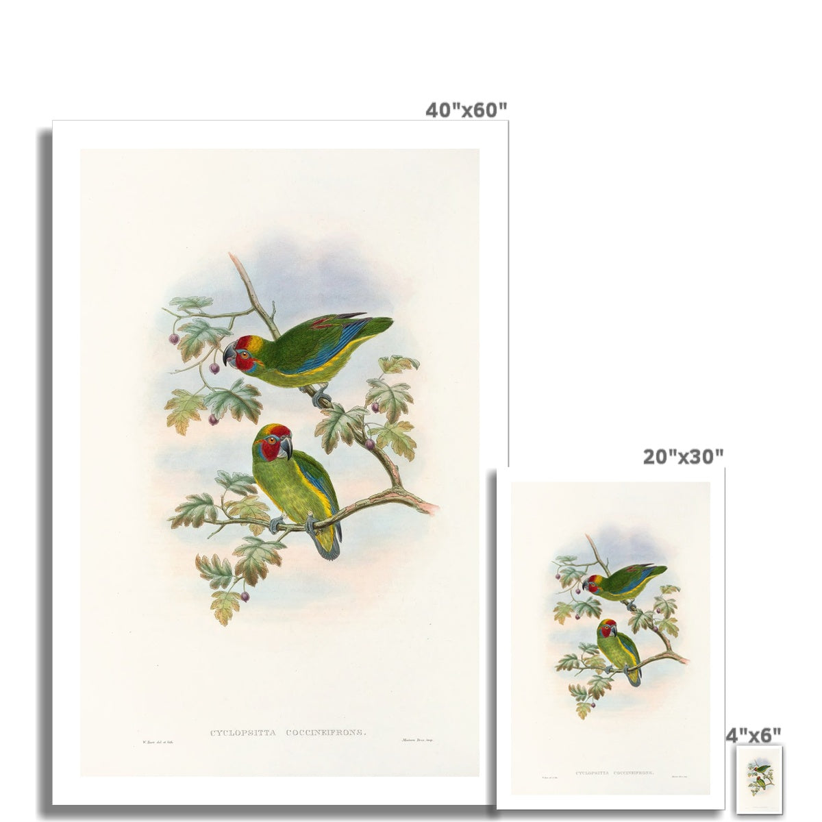 The Birds of New Guinea and the adjacent Papuan islands Pl.08 (1875) by John Gould Fine Art Print