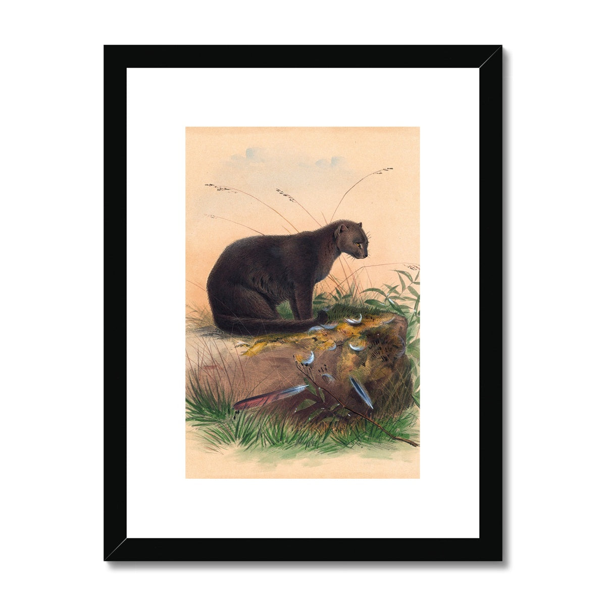 The Yaguarundi Cat by Joseph Wolf  Framed & Mounted Print