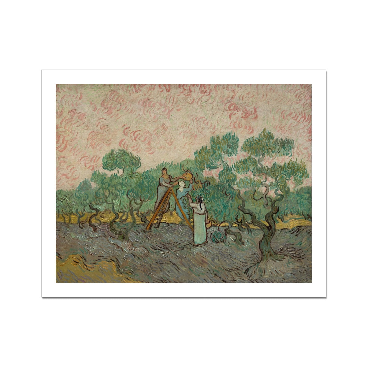 Women Picking Olives by Vincent van Gogh  Fine Art Print